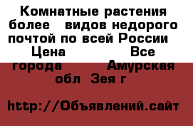 Комнатные растения более200видов недорого почтой по всей России › Цена ­ 100-500 - Все города  »    . Амурская обл.,Зея г.